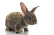 Ostern